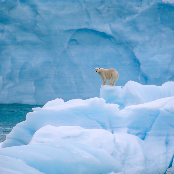 UNTAMED GREENLAND