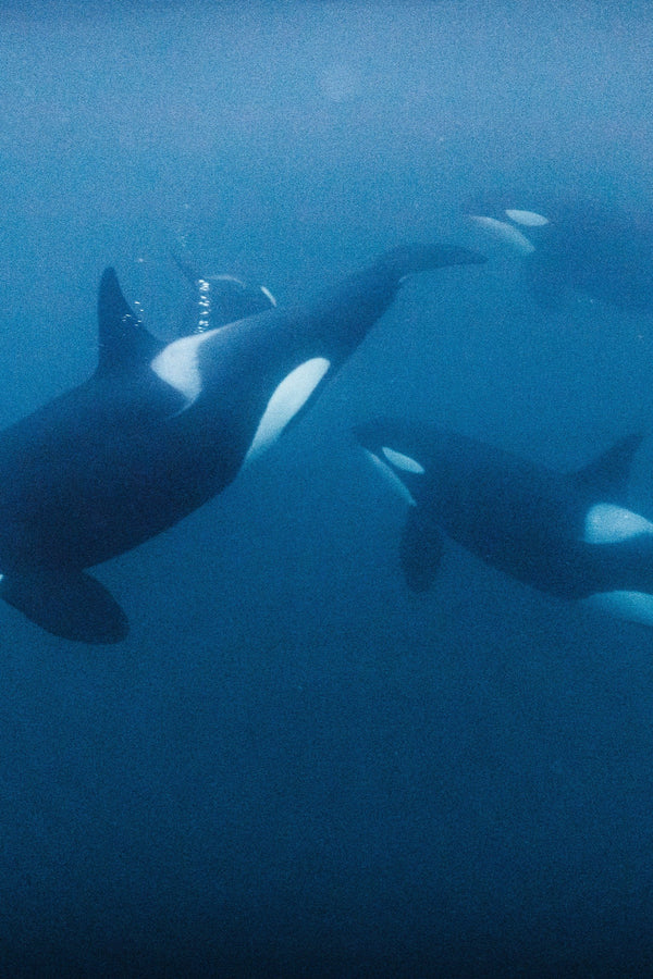 DANCING WITH ORCAS